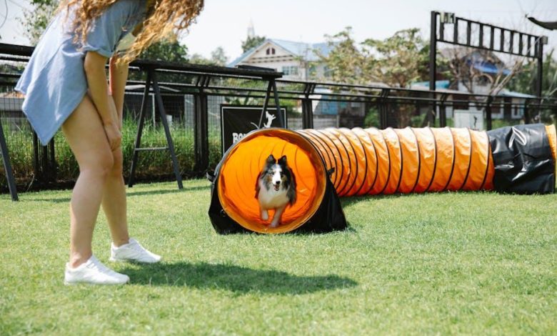 Advanced training routines for competitive dog sports