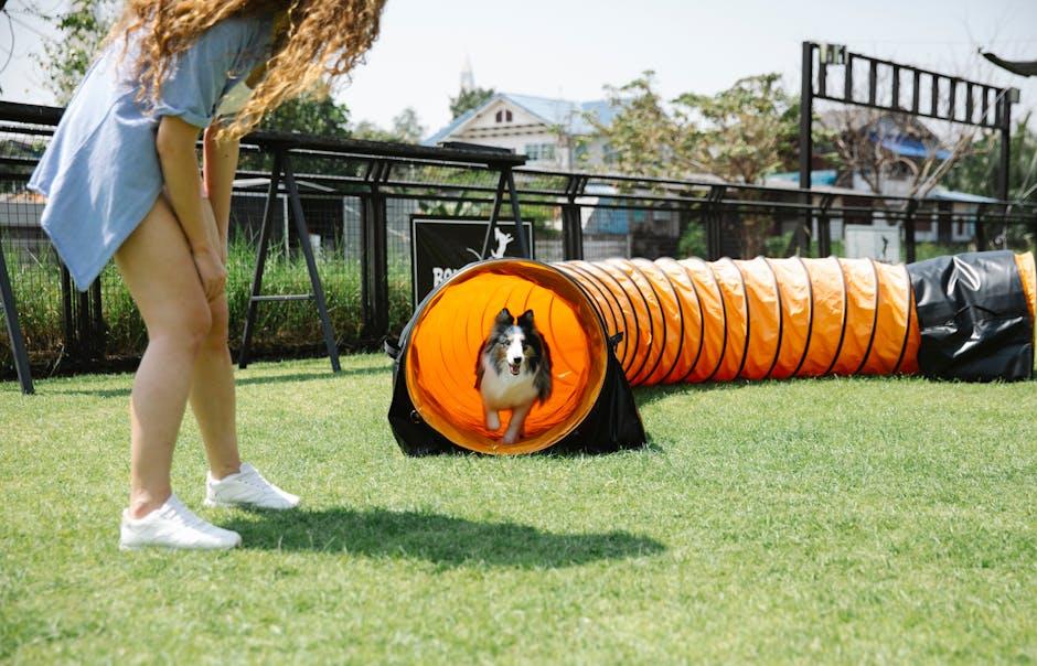 Advanced training routines for competitive dog sports