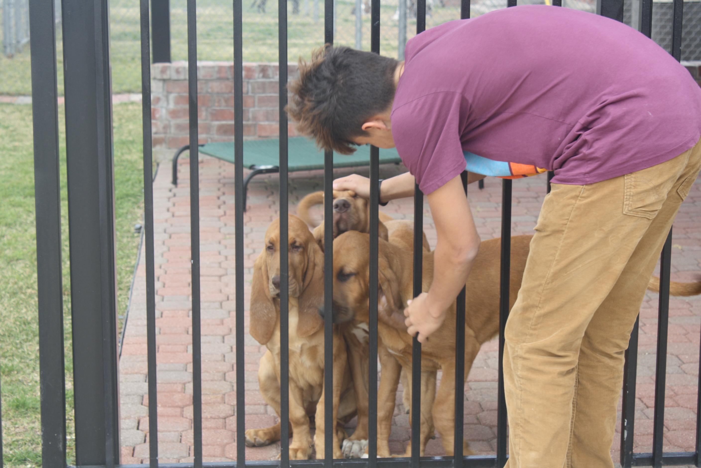 Implementing Effective Training Techniques to Reduce Barking