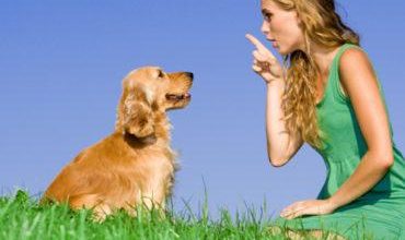 How to train a dog to greet guests politely