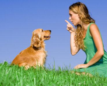 How to train a dog to greet guests politely