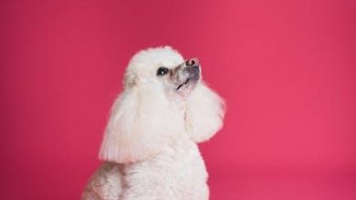 How to teach a dog to follow a sequence of commands