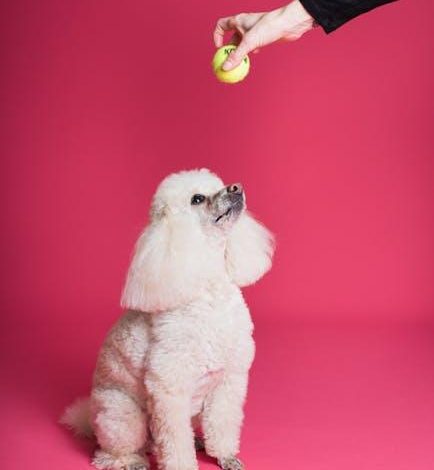 How to teach a dog to follow a sequence of commands