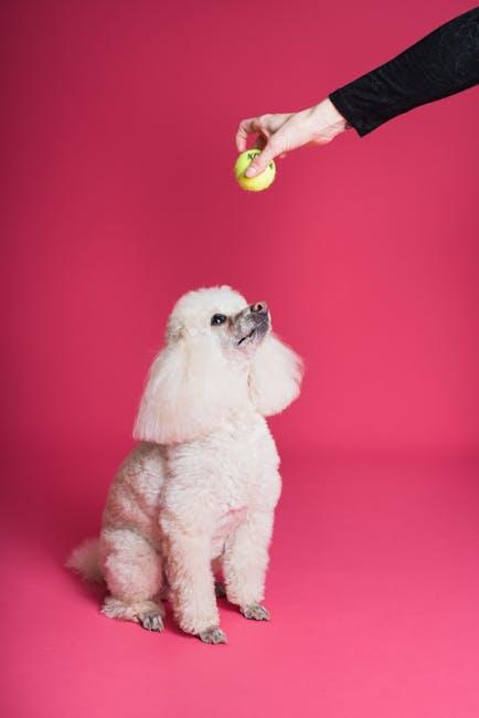 How to teach a dog to follow a sequence of commands