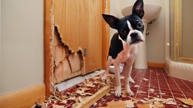 How to Deal With Destructive Chewing in Puppies