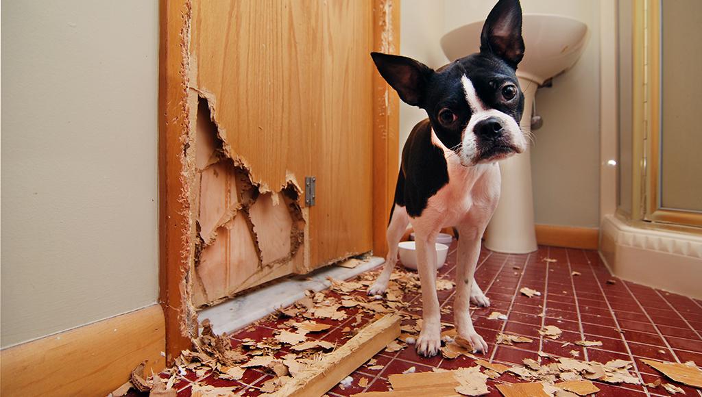 How to Deal With Destructive Chewing in Puppies