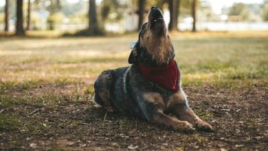 How to Calm a Dog That Barks at Every Noise