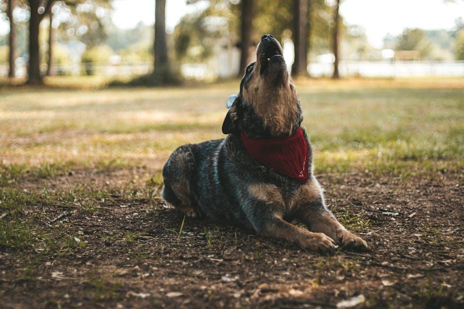 How to Calm a Dog That Barks at Every Noise