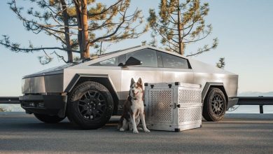The connection between anxiety and destructive behaviors in pets