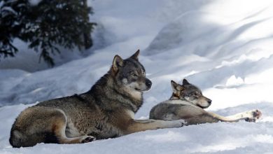 Why Some Pets Become More Social Than Others: Psychological Insights