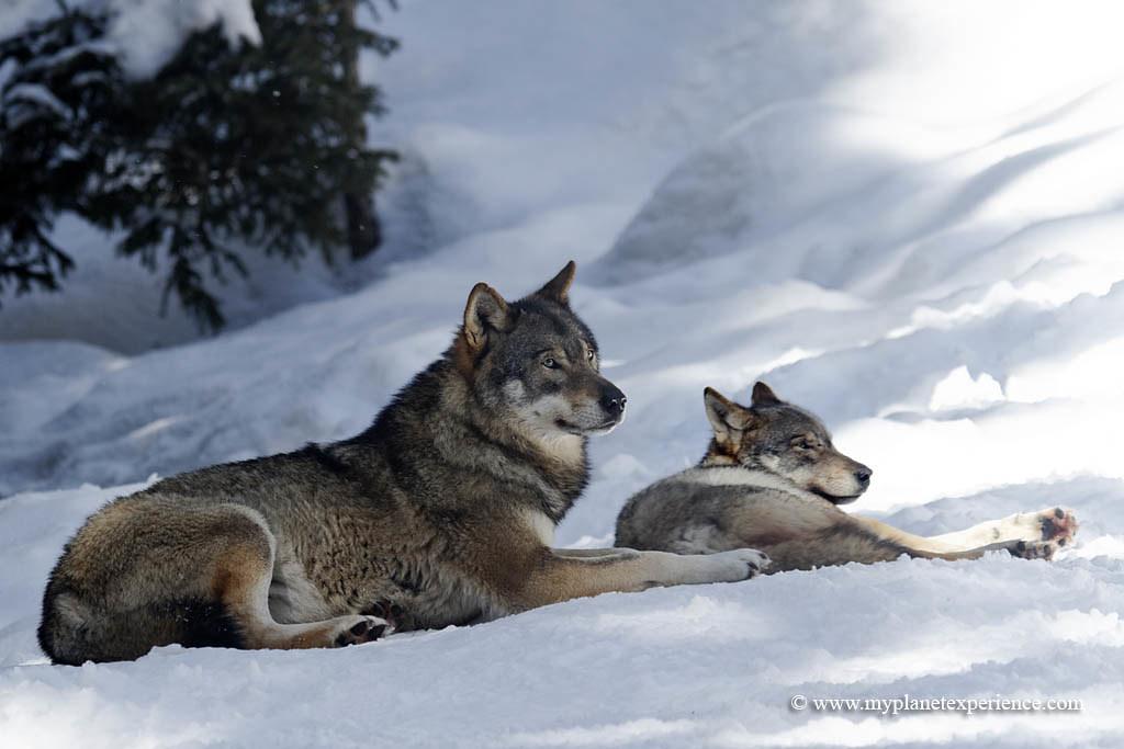 Why Some Pets Become More Social Than Others: Psychological Insights