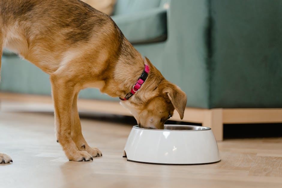 Understanding Food Aggression in Pets