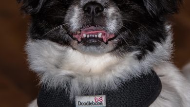 Should You Train Your Pet Without Treats at All