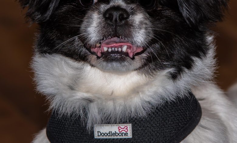 Should You Train Your Pet Without Treats at All