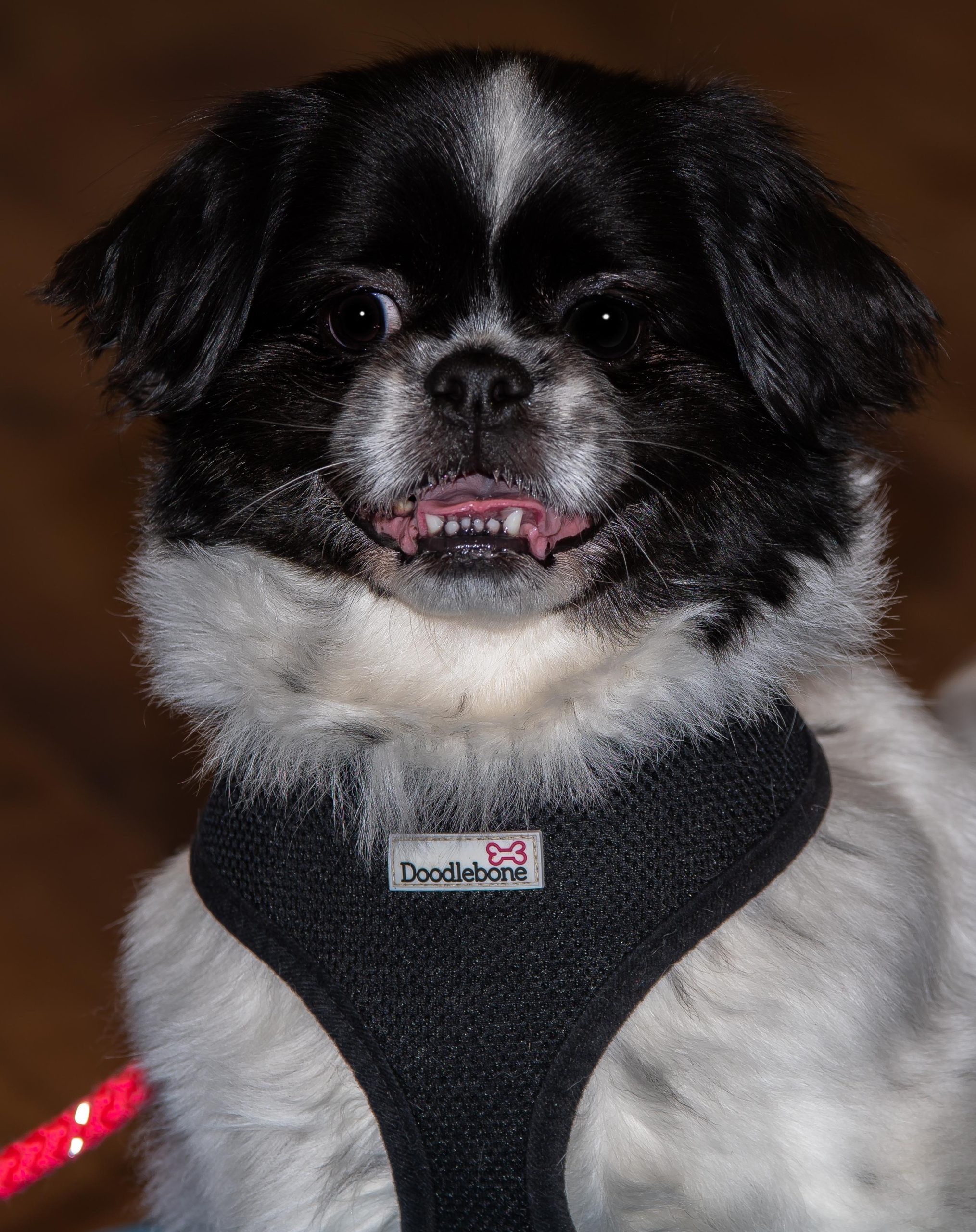 Should You Train Your Pet Without Treats at All