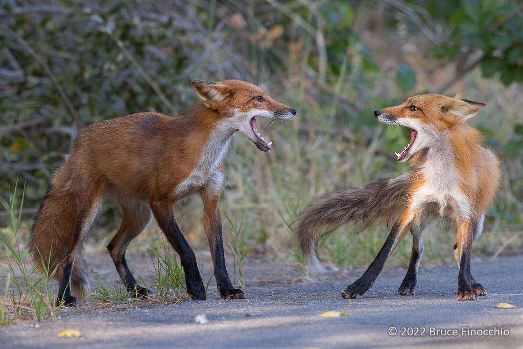 Understanding Canine Body Language: Recognizing Signs of Stress