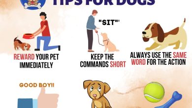 The Best Rewards to Use for Training a Stubborn Dog