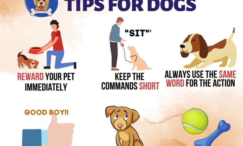 The Best Rewards to Use for Training a Stubborn Dog