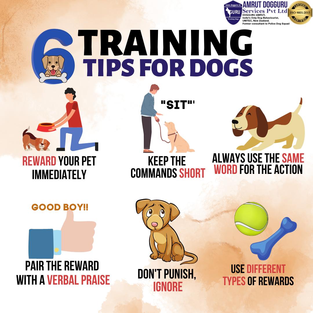 The Best Rewards to Use for Training a Stubborn Dog