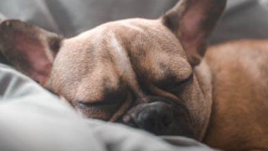 Best Ways to Socialize a Dog That Is Fearful of Men