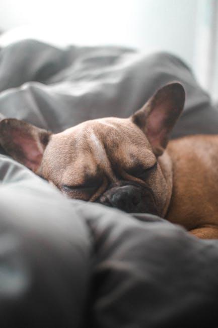 Best Ways to Socialize a Dog That Is Fearful of Men