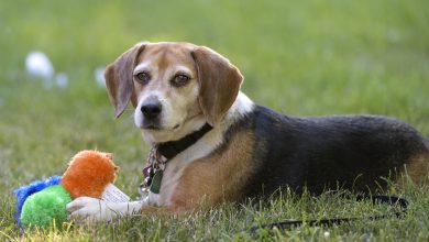 Are Treats Harmful for Overweight Dogs in Positive Training