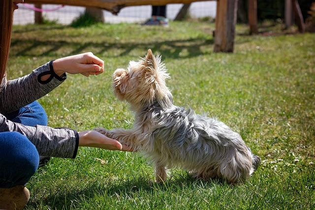 Teaching Your Dog to Remain Calm Around Children
