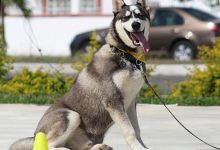 Mastering Advanced Sit-Stay Commands for Better Control