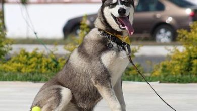 Mastering Advanced Sit-Stay Commands for Better Control
