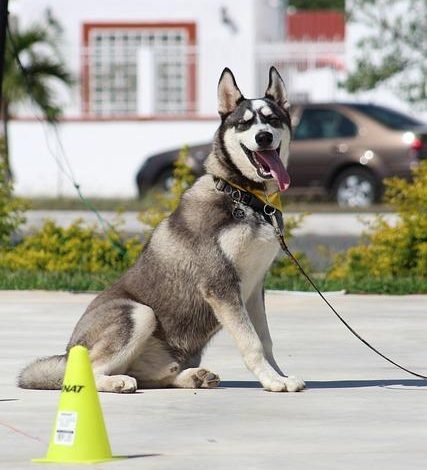 Mastering Advanced Sit-Stay Commands for Better Control