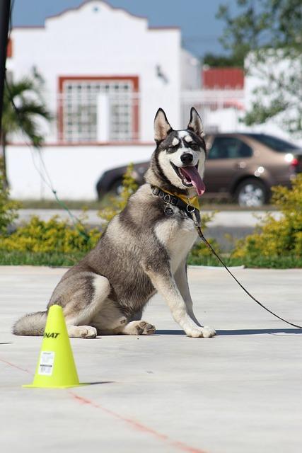 Mastering Advanced Sit-Stay Commands for Better Control