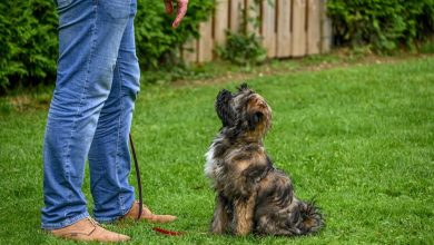 Puppy Training Essentials: Commands for a Happy Pet