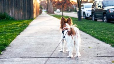 Positive reinforcement methods to stop a dog from pulling on the leash