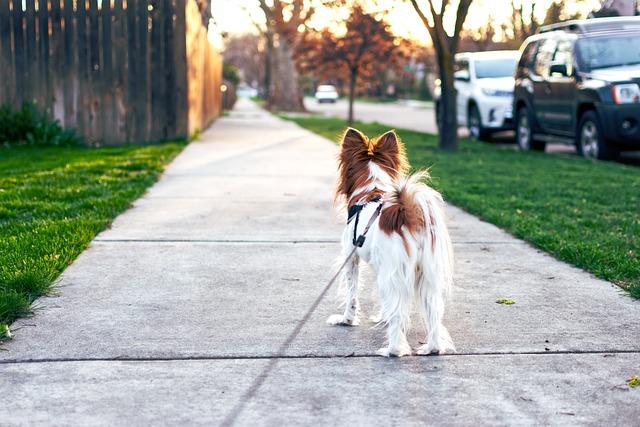 Positive reinforcement methods to stop a dog from pulling on the leash