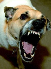 What causes territorial behavior in dogs and how to control it