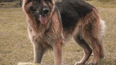 Simple Steps to Stop a Dog From Guarding Its Toys