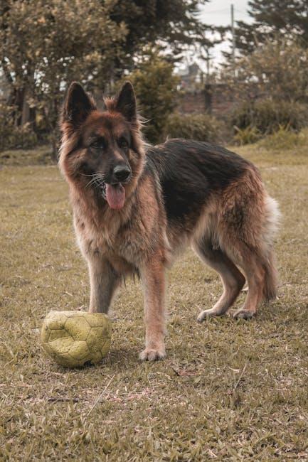 Simple Steps to Stop a Dog From Guarding Its Toys