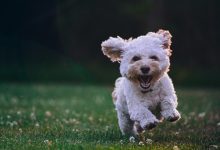 Best practices for introducing a dog to new environments