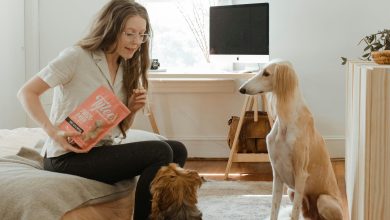 Teaching Your Dog to Stay Using Reward-Based Training