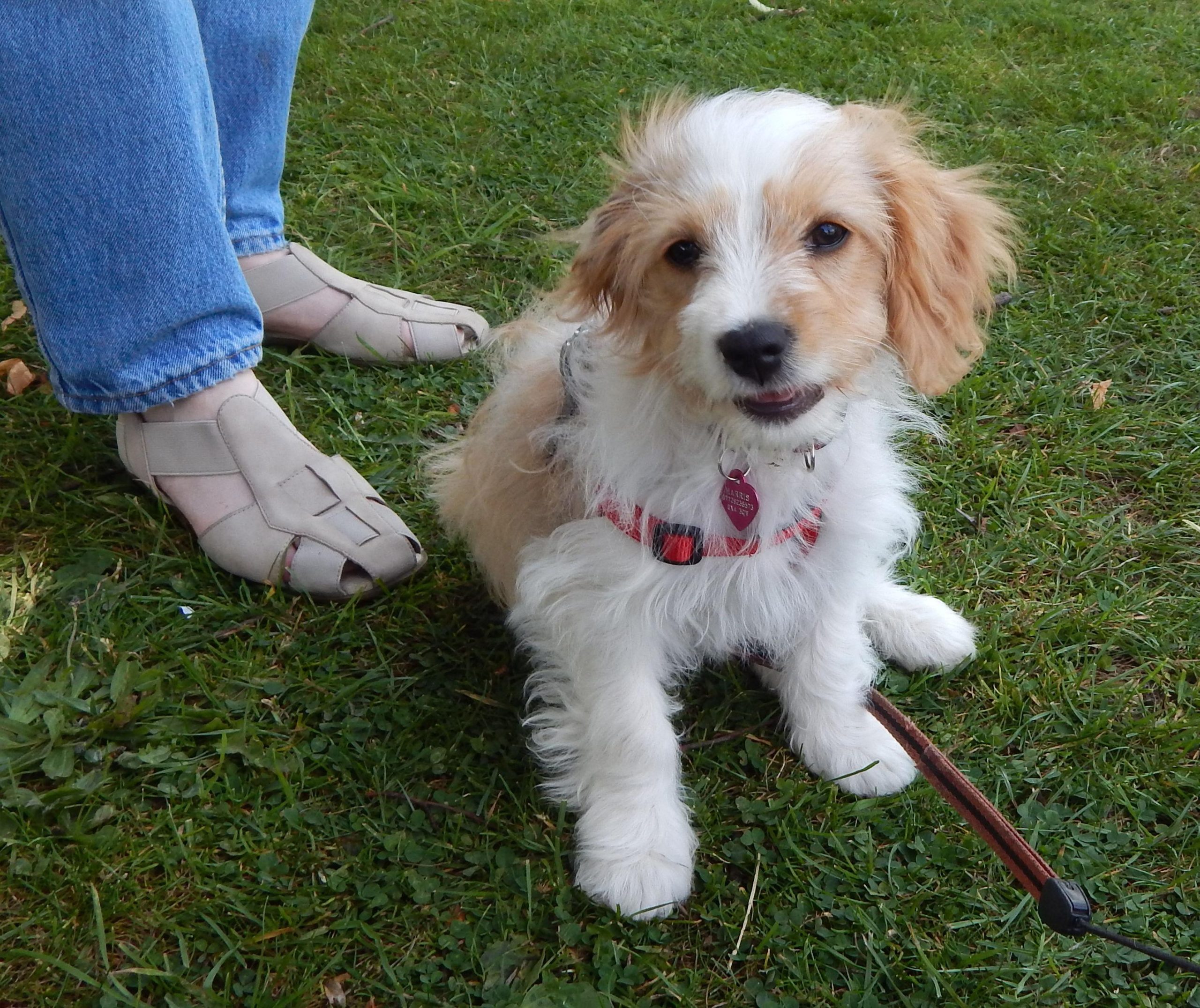 How to Train Your Puppy to Stop Jumping on People