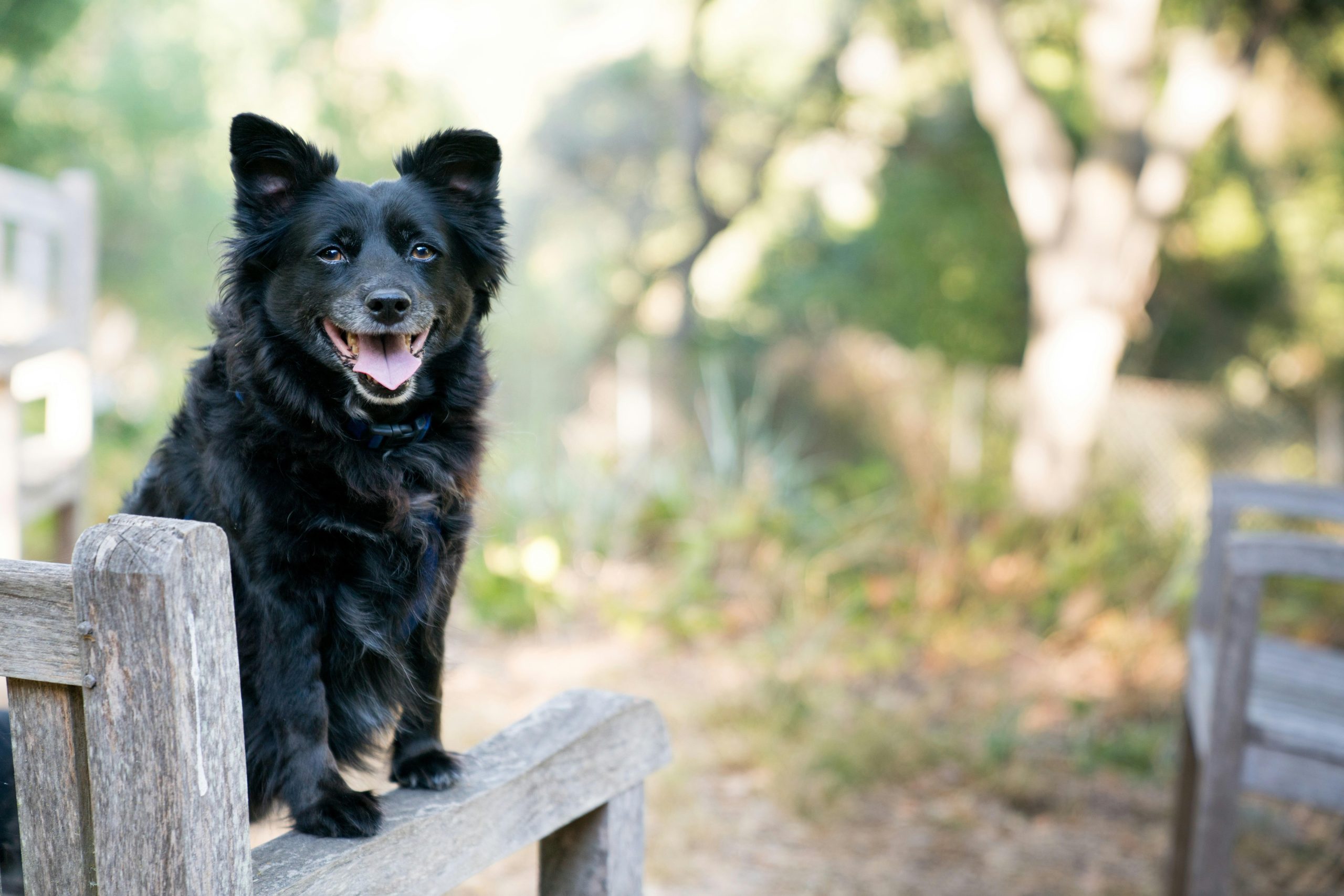 How to train a dog to respond to multiple commands