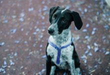 Is It Safe to Train a Dog With Aggression Toward Children