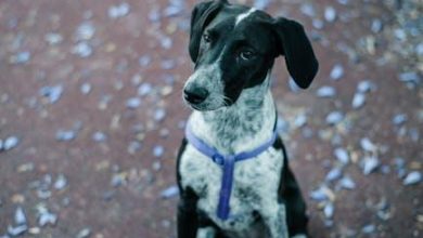 Is It Safe to Train a Dog With Aggression Toward Children