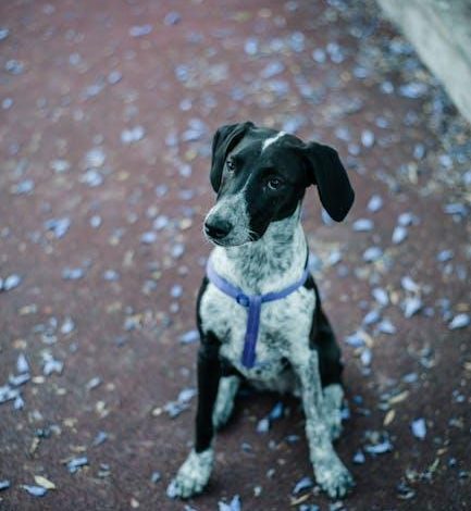 Is It Safe to Train a Dog With Aggression Toward Children