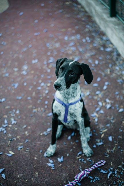 Is It Safe to Train a Dog With Aggression Toward Children