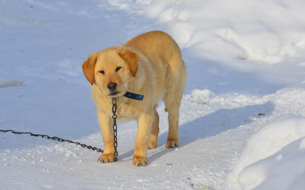 Understanding the Roots of Canine Fear