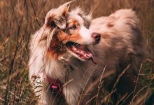 Socialization tips for dogs nervous around new people