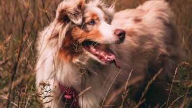 Socialization tips for dogs nervous around new people