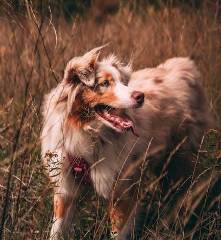 Socialization tips for dogs nervous around new people