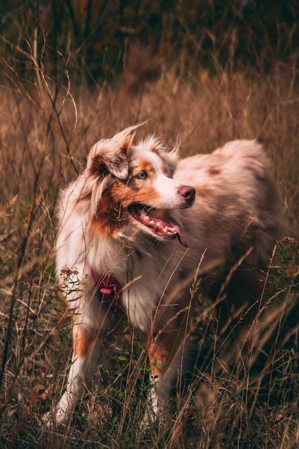 Socialization tips for dogs nervous around new people
